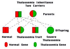 Importance of Beta Thalassemia