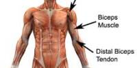 Distal Biceps Tendon Darn Surgery