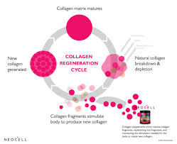 Define Collagen Supplements