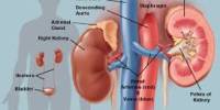 Diverse Responsibilities of Human Kidney