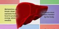 Importance of Liver Function