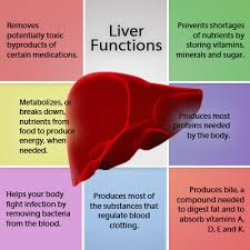 Importance of Liver Function