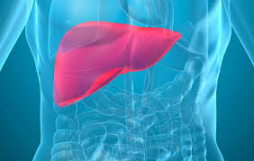 Basic Ways to Keep Liver Healthy