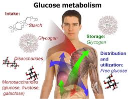 Define and Discuss on Metabolism