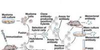 Monoclonal Antibodies Treatment for Various Diseases