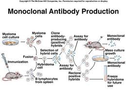 Monoclonal Antibodies Treatment for Various Diseases