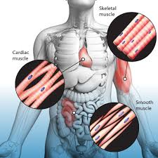 Causes and Treatment of Muscle Spasms