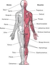 Musculoskeletal Health for Posture System of Human Body