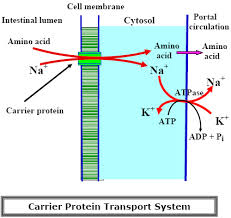 Analysis How Protein Absorbed