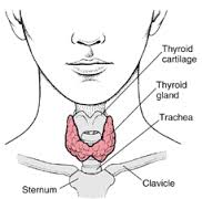 Symptoms of an Underactive Thyroid Disease