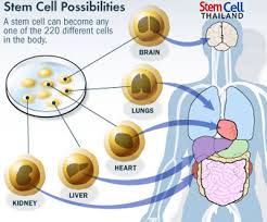 Define on Stem Cell Treatment for AMD