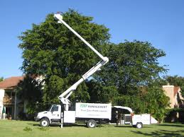 The Significance of Tree Removal Service