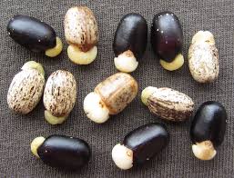 Define on Jatropha Seeds