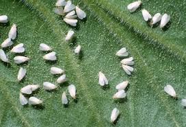 Biological Controlling Agents of Whitefly