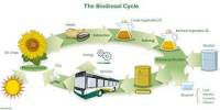 Basics of Biodiesel