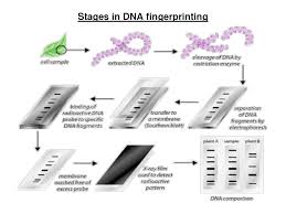 Know about Genetic Fingerprinting