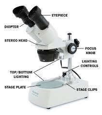 Define on Stereo Microscopes