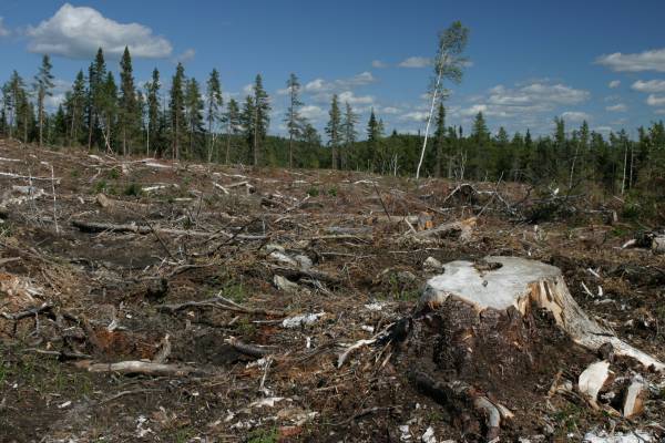 Term of Deforestation