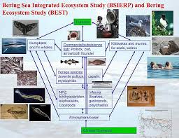 Ecosystem Investigation