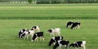 Benefits of Dairy Farming