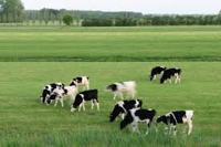 Benefits of Dairy Farming