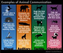 Animal Communication - Assignment Point