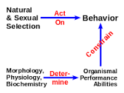 Evolutionary Physiology