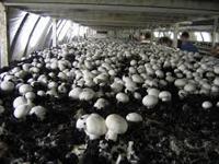 Farming Mushrooms