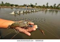 Freshwater Shrimp Farming