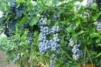 Growing Blueberry Plants