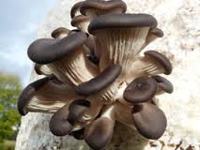 Advice to Mushroom Growers