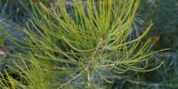 Banksia Grossa