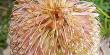 Banksia Telmatiaea