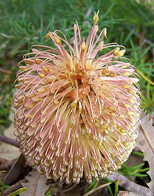 Banksia Telmatiaea