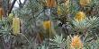 Banksia Verticillata