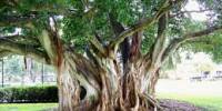 Ficus Aurea