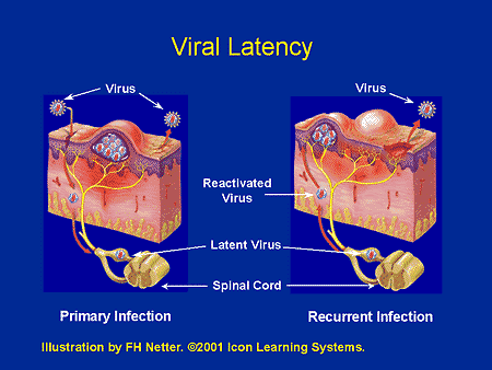 Virus Latency