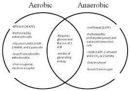 Aerobic Exercise Process