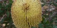 Banksia Epica