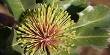 Banksia Ilicifolia