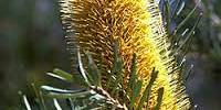 Banksia Marginata