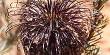 Banksia Violacea