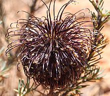 Banksia Violacea