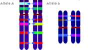Homologous Chromosome