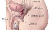 Know about Prostate Pain