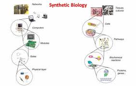 phd thesis on synthetic biology