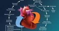 About Cardiovascular Disease