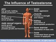 Importance of Testosterone