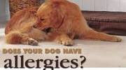 Dog Allergies