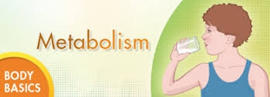 Know about Metabolism